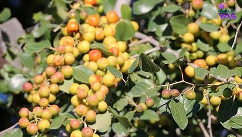 عسل کنار؛ گنجینه‌ای طبیعی با خواصی بی‌نظیر