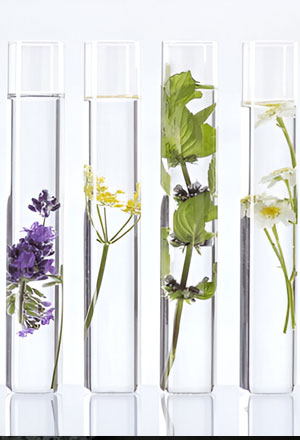 bg category ginseng 19 2