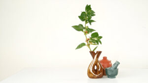 تأثیرات آشواگاندا بر استرس