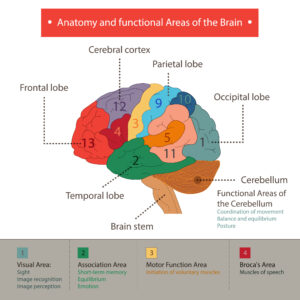 brain functions