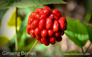 ginseng berries